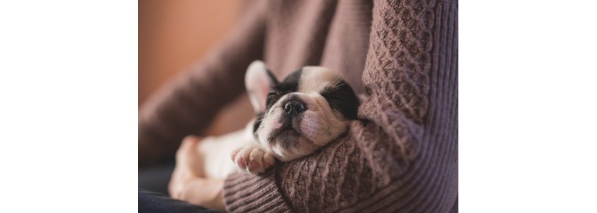 Cómo recibir a un cachorro: los primeros días en casa